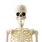 BOO BOX 74" Franken Skeleton, Life Size Posable Scary Halloween Skeleton Decoration for Outdoor, Porch, or Yard
